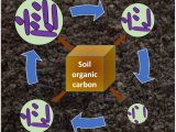 Microbial seasonality promotes soil carbon emission